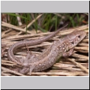 Lacerta agilis - Zauneidechse jung06.jpg